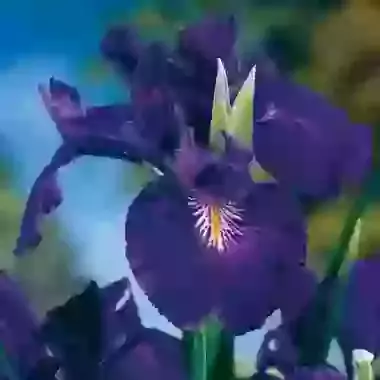 King of the Blues